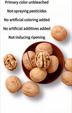 China Delicious Popular Nut Thin Skinned Honey Herbaceous Roasted Walnut Fresh Nutrition Walnut in Shell