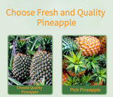 High Quality Natural Preserved Fruit No Preservatives Added Competitive Price Soft Dried Pineapple